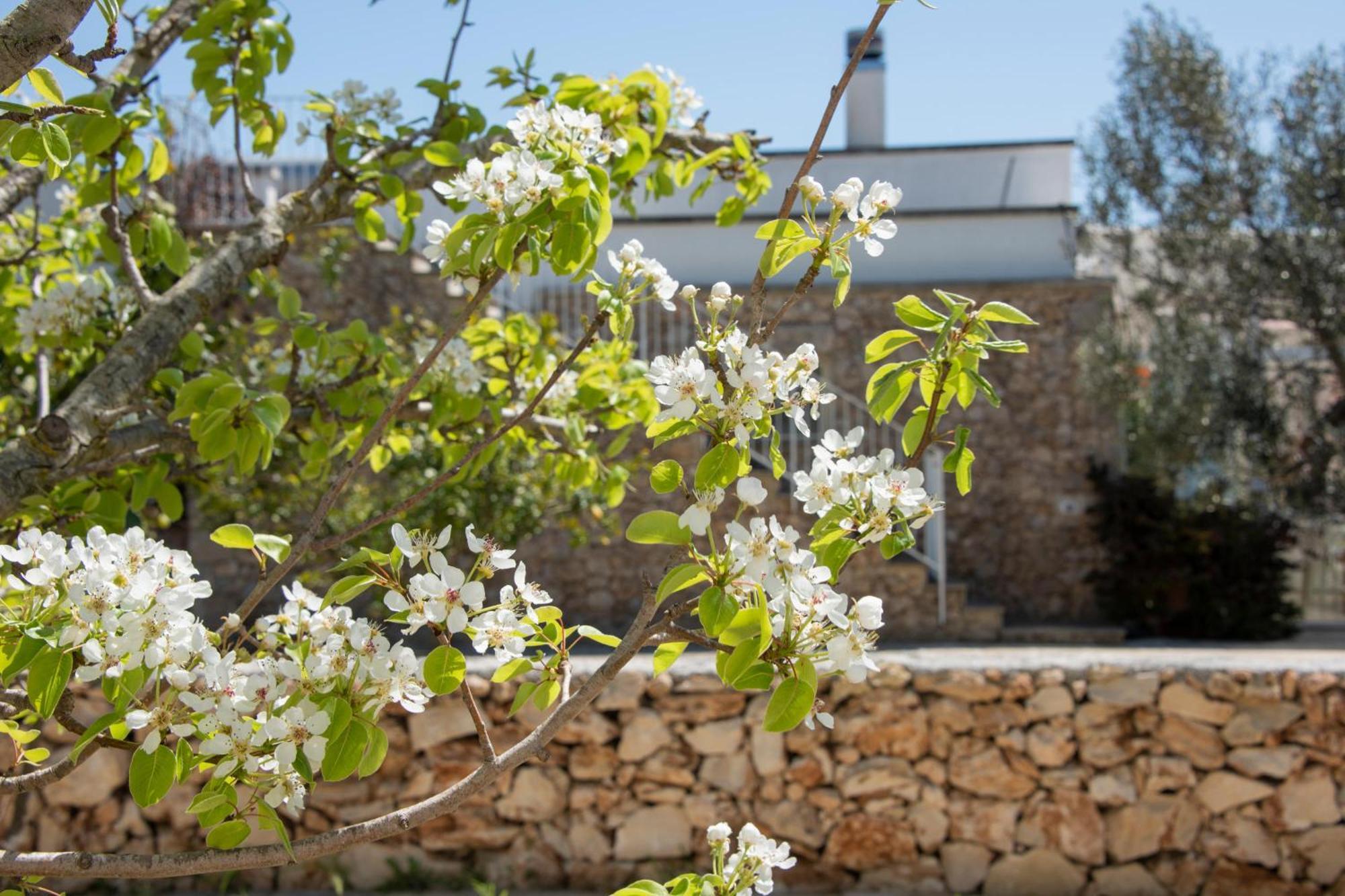 Masseria Agriturismo Faresalento Gallipoli Dış mekan fotoğraf